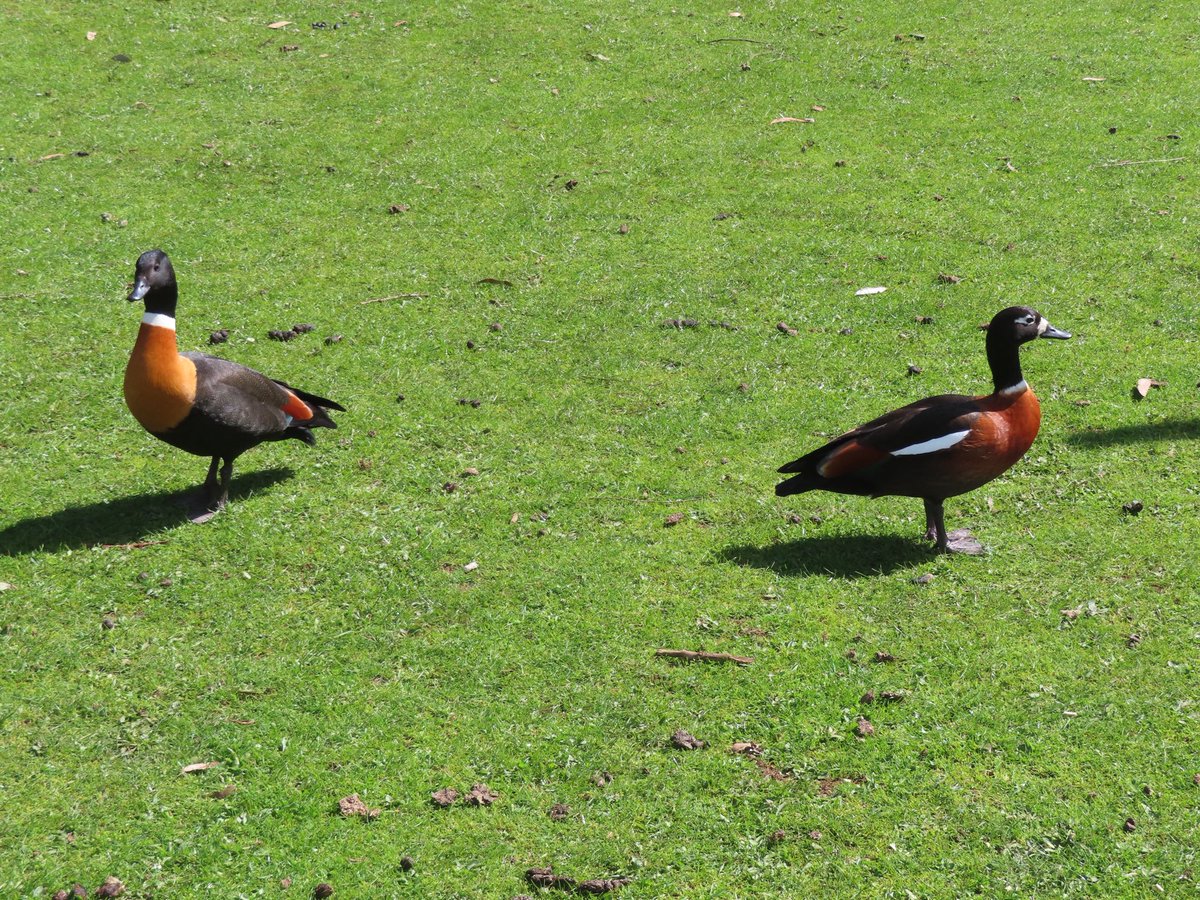 wapple15's tweet photo. #MallardMonday #DuckReport TAS 🇦🇺 https://t.co/fdG1H4N2Bm
