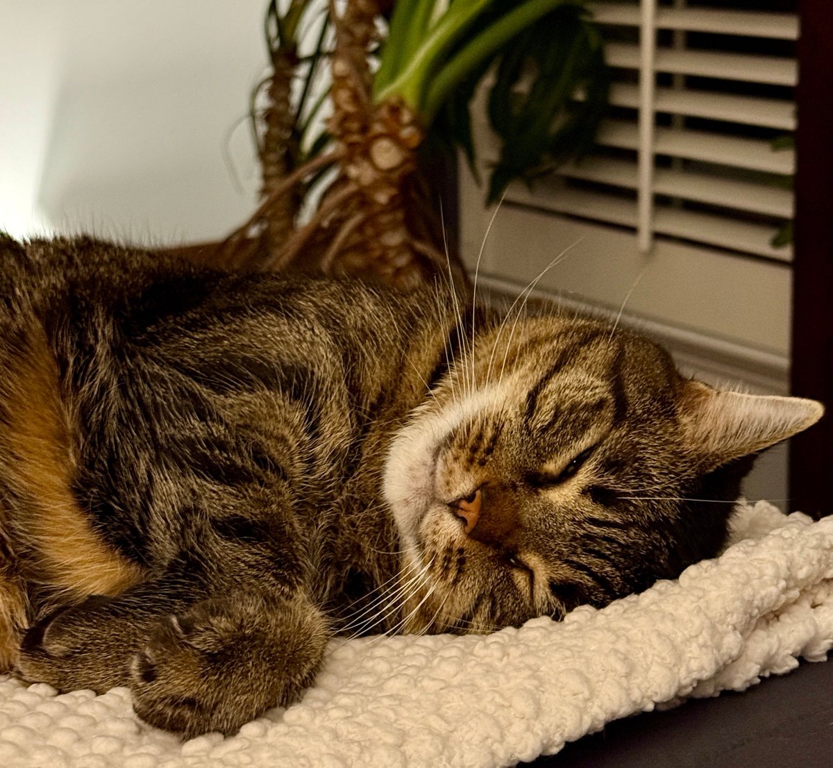 MissyBBBobtail's tweet photo. When you wake up on a Monday morning but you remember that you're a cat and you don't have to go to work. https://t.co/rpFc7UfnBB