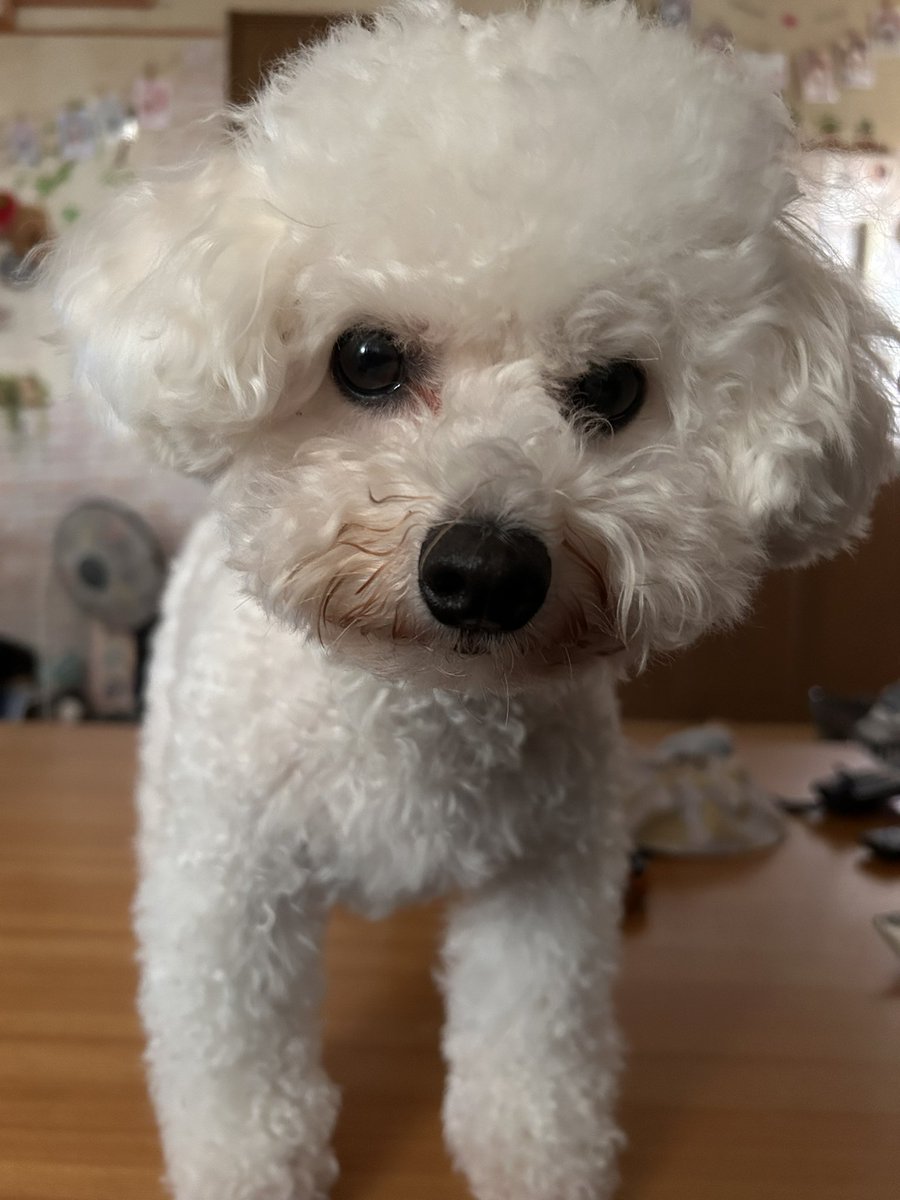 yaaahoooy's tweet photo. @iburigakk やぎ聖地巡礼ツアー😇😇
これももれなくついてくるよ https://t.co/qxoVkmTbNp