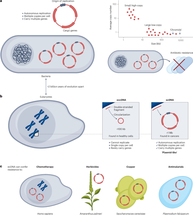 NatureRevGenet's tweet photo. New online! The shared evolutionary capacities of plasmids and extrachromosomal DNA https://t.co/AYWer81EQp https://t.co/qcINGe4DHT