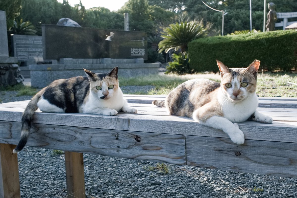 predictabo's tweet photo. 仲良く並んでるにゃんこたち

#猫
#猫は天使
#ねこ好きさんと繋がりたい
#ねこ
#cat https://t.co/I5UxS89LYs
