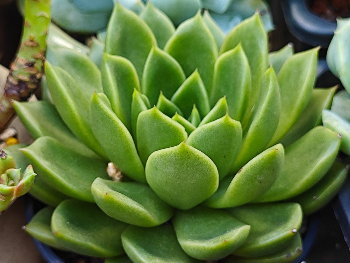 OdaSchemon5tw's tweet photo. Turning an old glass jar into a cute planter for my succulents  Super easy DIY project that saved me from tossing something useful! https://t.co/fHudNFPS7Q