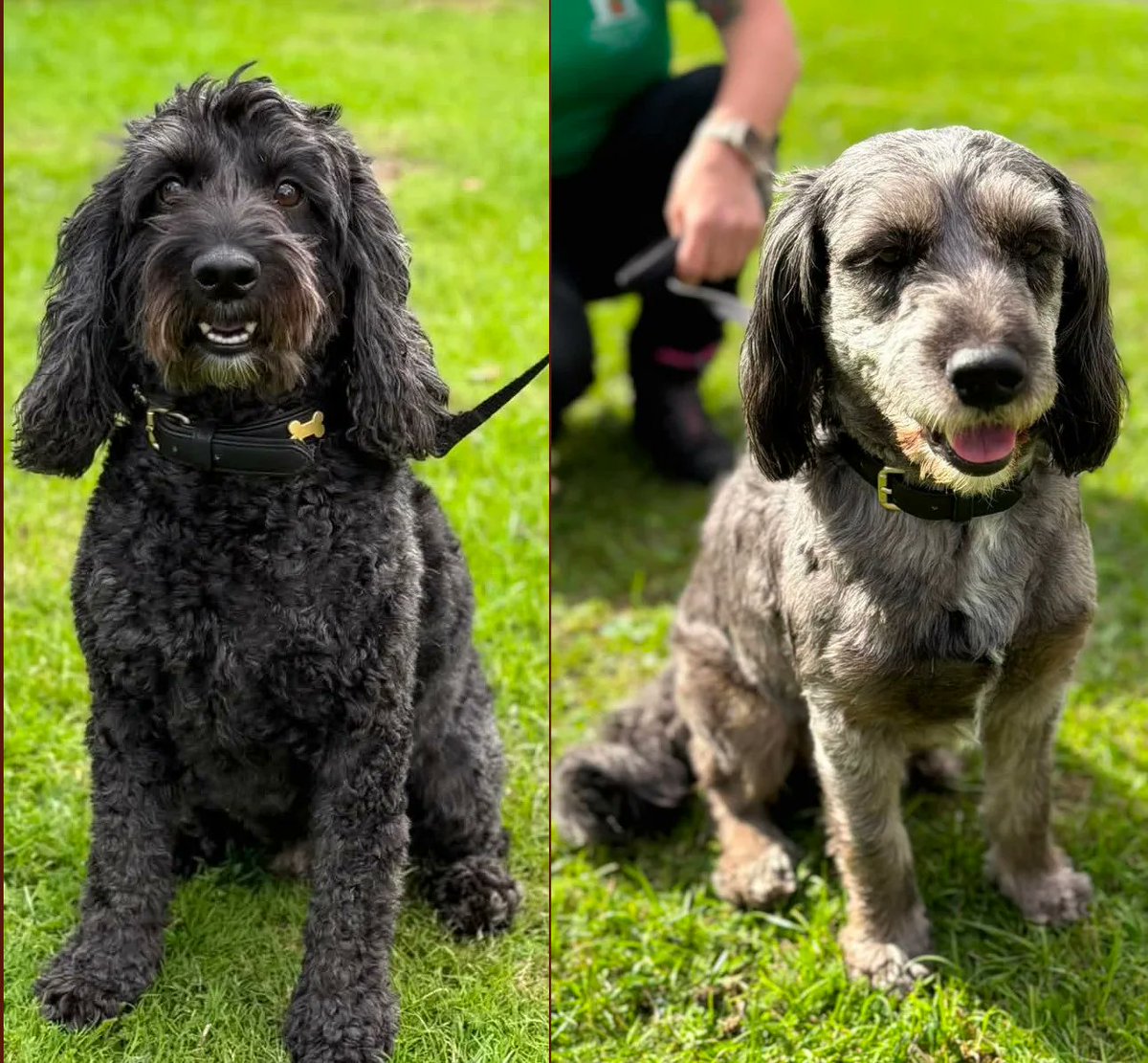 rescuedoggypaws's tweet photo. Jake &amp; Coco currently in #Nottinghamshire
Sometimes you meet two dogs and instantly see their bond and Jake &amp; Coco have the sweetest little bromance going
Two smashing boys. One perfect home Let’s find it for them
https://t.co/9blmuOJkwz
#Nottingham #mansfield #Worksop #Sheffield https://t.co/YjB8vUULuA