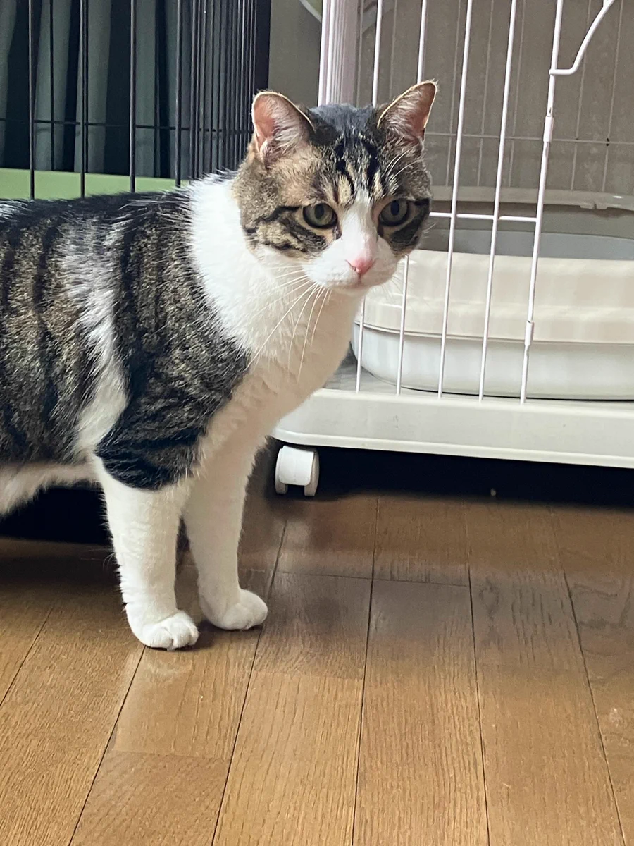 保護猫カフェ😺和猫かふぇ@横浜三ツ沢😸（完全予約制1名様でも貸切