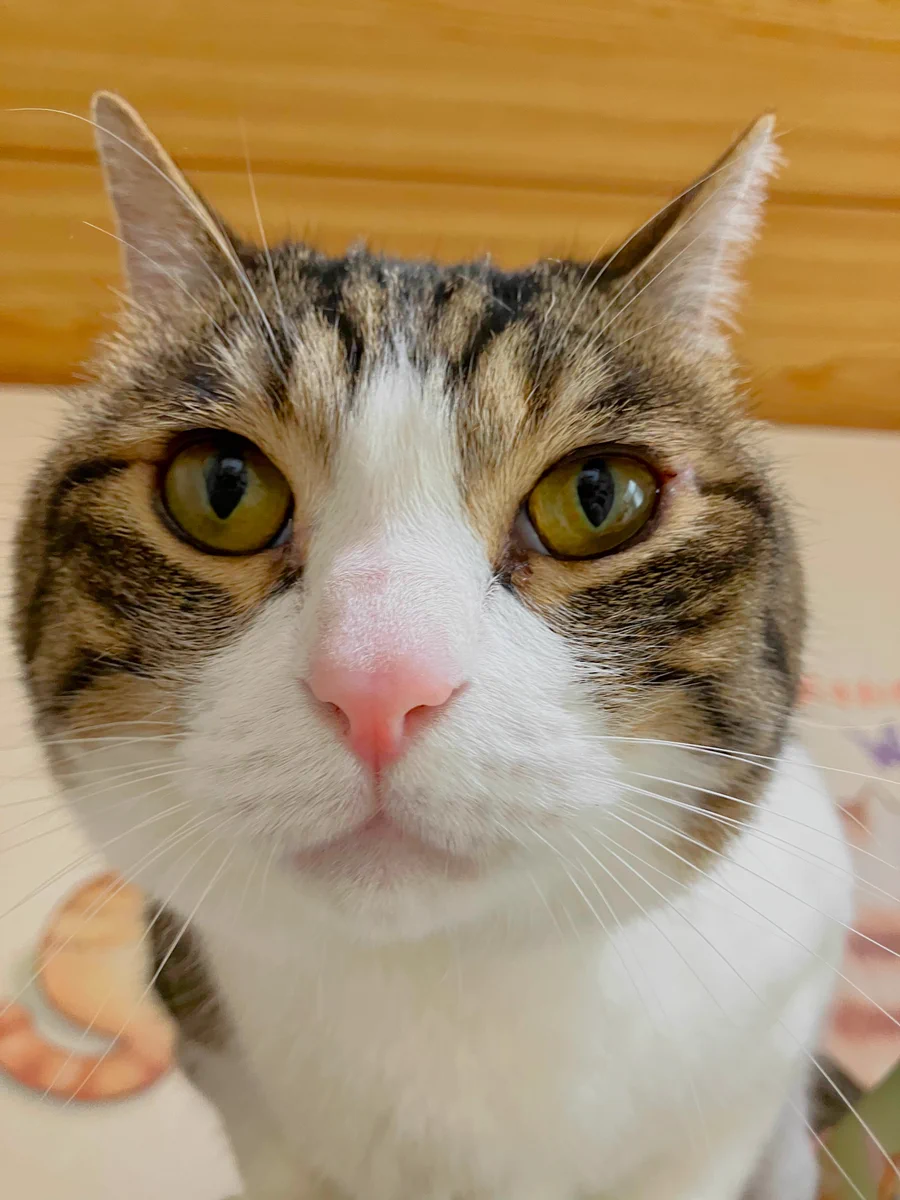 保護猫カフェ😺和猫かふぇ@横浜三ツ沢😸（完全予約制1名様でも貸切