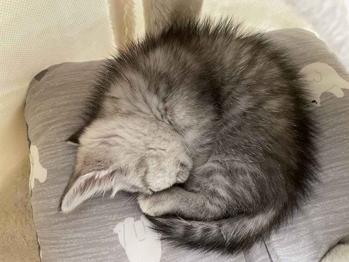 twelvemile12's tweet photo. うちの子はこんなんでした🥰
ほよほよ100% 👍 https://t.co/fdWVlAimS4