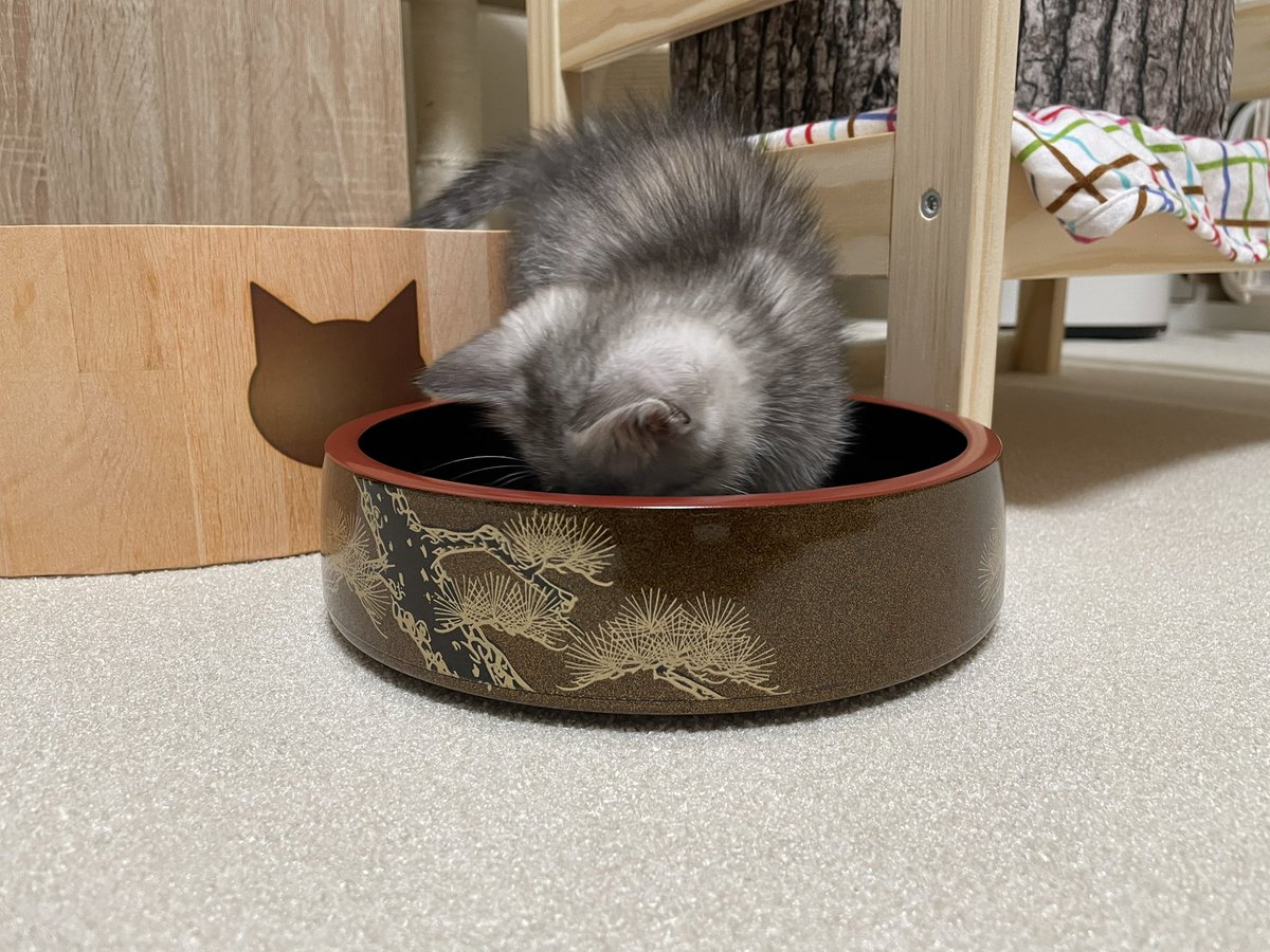 twelvemile12's tweet photo. うちの子はこんなんでした🥰
ほよほよ100% 👍 https://t.co/fdWVlAimS4