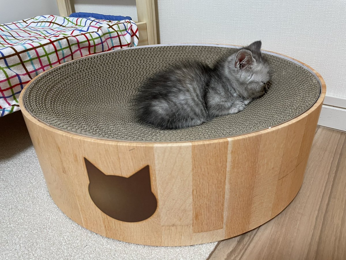 twelvemile12's tweet photo. うちの子はこんなんでした🥰
ほよほよ100% 👍 https://t.co/fdWVlAimS4