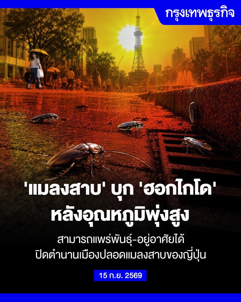 ktnewsonline's tweet photo. ‘แมลงสาบ’ บุก ‘ฮอกไกโด’ หลังอุณหภูมิพุ่งสูง สามารถแพร่พันธุ์-อยู่อาศัยได้ ปิดตำนานเมืองปลอดแมลงสาบของญี่ปุ่น

“ฮอกไกโด” เกาะหลักทางตอนเหนือสุดของประเทศญี่ปุ่น เคยขึ้นชื่อว่าเป็นดินแดนปลอดแมลงสาบ แต่ในตอนนี้พวกมันกลับแพร่พันธุ์และอยู่อาศัยได้สบาย เนื่องจากภาวะโลกร้อนและการเปลี่ยนแปลงสภาพภูมิอากาศ ได้สร้างสภาพแวดล้อมที่เอื้อต่อการเจริญเติบโต

จากข้อมูลสถิติของกรมอุตุนิยมวิทยาญี่ปุ่น พบว่า อุณหภูมิเฉลี่ยในตอนกลางวันช่วงฤดูร้อนทั่วเกาะฮอกไกโด สูงถึง 23 องศาเซลเซียส และเพิ่มสูงขึ้นถึง 29 องศาเซลเซียสในเมืองใหญ่อย่างเมืองซัปโปโร ซึ่งนับเป็นอุณหภูมิที่สูงกว่าเมื่อ 30 ปีก่อนถึง 1.5 องศาเซลเซียส

นอกจากนี้ อุณหภูมิในบางพื้นที่ช่วงฤดูร้อนยังพุ่งสูงขึ้นถึง 35 องศาเซลเซียส ขณะที่ฤดูหนาวก็มีความอบอุ่นขึ้นอย่างเห็นได้ชัด โดยอุณหภูมิเฉลี่ยในเดือนมกราคมเพิ่มขึ้นจาก -3.7 องศาเซลเซียสในปี 1996 มาอยู่ที่ -2 องศาเซลเซียสในปี 2026

ฮิโรชิ นิชิโนะ ผู้ช่วยศาสตราจารย์จากมหาวิทยาลัยฮอกไกโดกล่าวว่า จริง ๆ แล้วเกาะฮอกไกโด เป็นถิ่นที่อยู่อาศัยของแมลงสาบหลักๆ 3 สายพันธุ์มานานแล้ว โดยเฉพาะแมลงสาบญี่ปุ่น ซึ่งทนต่อสภาพอากาศหนาวเย็นได้ดี และอาศัยอยู่บนเกาะทางตอนเหนือแห่งนี้มานานกว่า 100 ปี แต่ที่ผ่านมาไม่ค่อยมีคนพบเห็นพวกมัน เนื่องจากเป็นสัตว์หากินกลางคืนและซ่อนตัวเก่ง และมีจำนวนน้อยกว่าบนเกาะฮอนชูอย่างเห็นได้ชัด 

แต่ในตอนนี้ จำนวนแมลงสาบในฮอกไกโดกลับเพิ่มขึ้นอย่างต่อเนื่องจาก “ปรากฏการณ์เกาะความร้อน” ในเมืองใหญ่ทวีความรุนแรงขึ้น เนื่องจากอาคารสมัยใหม่ทั้งในภาคอุตสาหกรรม ธุรกิจ และที่อยู่อาศัย ต่างมีการติดตั้งระบบทำความร้อน รวมถึงกระจกสองชั้นและวัสดุฉนวนกันความร้อนอื่น ๆ ซึ่งช่วยสร้างสภาพแวดล้อมที่สะดวกสบายสำหรับทั้งมนุษย์และแมลง

ดร.โคอิจิ โกะกะ หัวหน้าทีมวิจัยด้านชนิดพันธุ์ต่างถิ่นรุกราน จากสถาบันแห่งชาติเพื่อการศึกษาด้านสิ่งแวดล้อมของญี่ปุ่นกล่าวว่า สภาพแวดล้อมทางตอนเหนือของญี่ปุ่นเปลี่ยนแปลงไปมาก แม้ว่าในอดีตแมลงสาบจะขยายพันธุ์ได้ยากในพื้นที่นี้ แต่ปัจจุบันพวกมันกำลังหาทางเข้ามายัง สภาพแวดล้อมที่มนุษย์สร้างขึ้นอันเป็นผลมาจากการพัฒนาเมือง

นอกจากนี้ แมลงสาบยังเข้ามาฮอกไกโดโดยผ่านกิจกรรมของมนุษย์ เช่น ติดมากับยานพาหนะหรือมาในกล่องกระดาษแข็งที่บรรจุอาหารหรือสินค้าอุปโภคบริโภค ดร.โกะกะเชื่อว่า พวกมันตั้งรกรากในฮอกไกโดสำเร็จแล้ว และแทบจะเป็นไปไม่ได้เลยที่จะกำจัดพวกมันให้หมดไปในตอนนี้

อ่านต่อ: https://t.co/uKWwUvE3KT

#กรุงเทพธุรกิจ #InsightForOpportunities #กรุงเทพธุรกิจSustain #กรุงเทพธุรกิจEnvironment