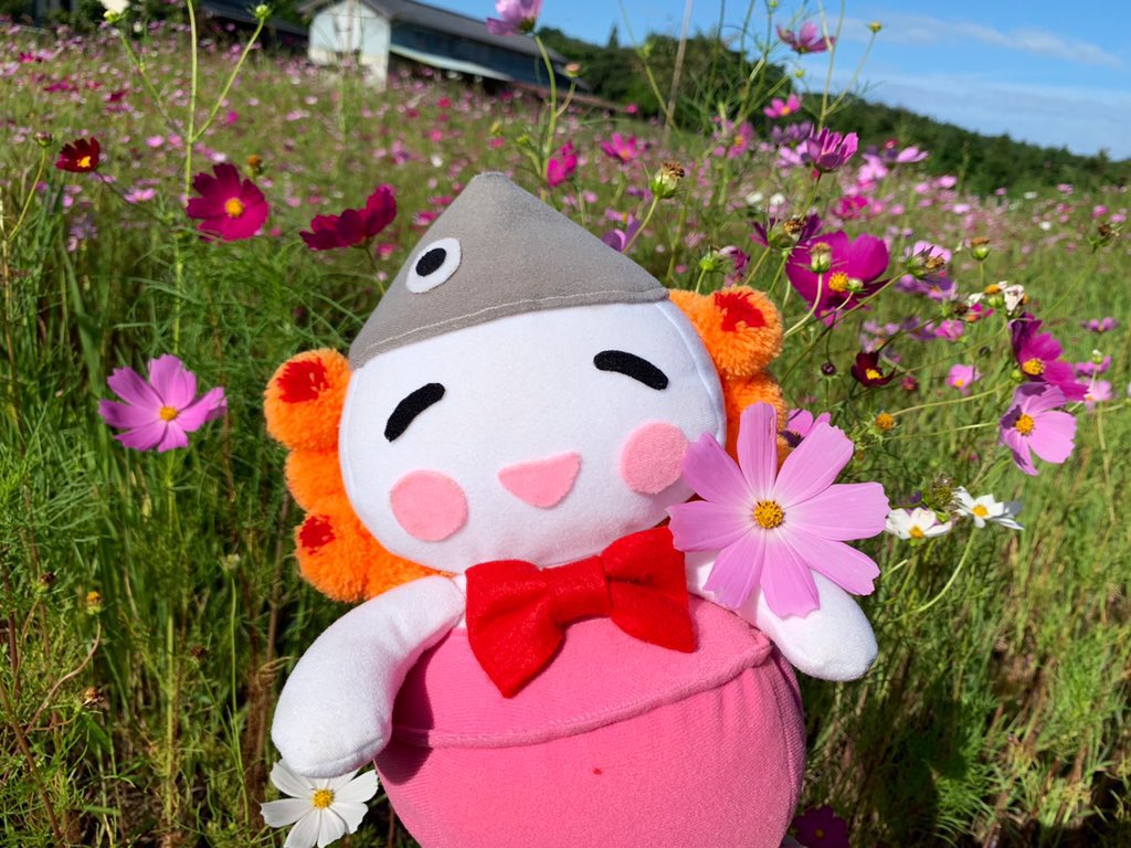 ukedon_namie's tweet photo. 【きょうは  #コスモスの日 ❁⃘*.ﾟ】

浪江町の  #町の花 は #コスモス なんだよ～✨️

ピンク色でキレイだね！

福島学院大学のみんなが整備した
「 #コスモスガーデン 」
コスモス咲くのがたのしみ！

https://t.co/1nNHZzFPLC

#浪江町 #うけどん #福島 #花の町なみえ https://t.co/C4jf4H0fbk