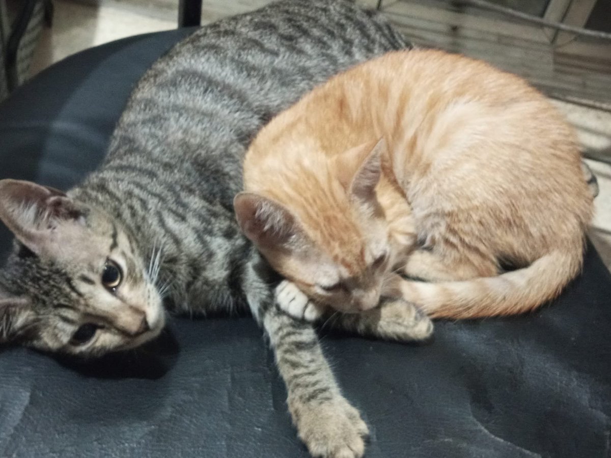 Cyg_27's tweet photo. Halo manteman! Aku mau update keadaan Aheng ya. Untuk sekarang Aheng sudah aman ya, bengkak di rahang nya sangat berkurang, nafsu makannya meningkat dan sudah cukup aktif sering main-main ke depan rumah &amp; tidur di teras rumah berjemur. Ini Aheng dengan saudaranya ya, Ndre. https://t.co/Tcbq5iLHeN