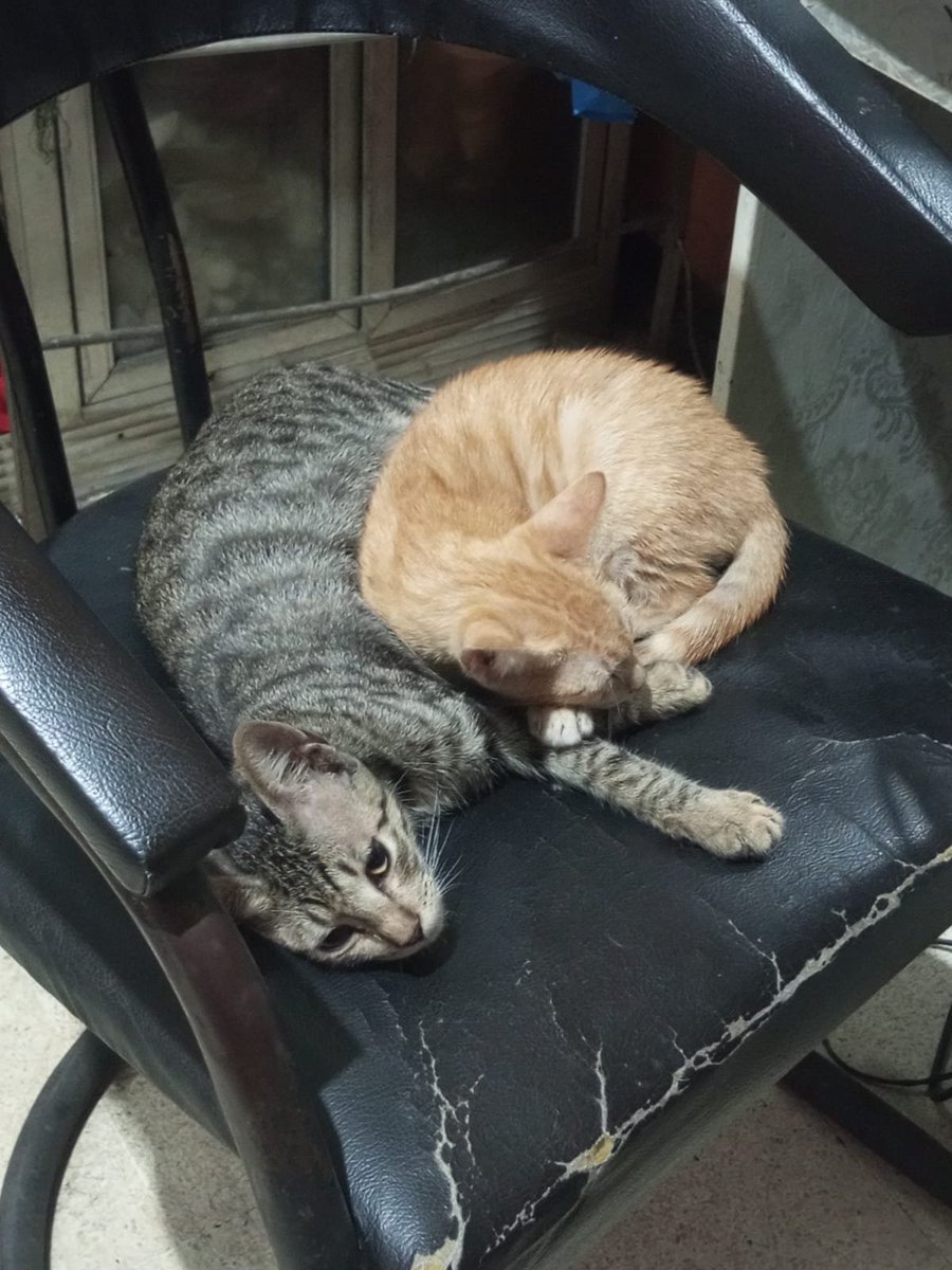Cyg_27's tweet photo. Halo manteman! Aku mau update keadaan Aheng ya. Untuk sekarang Aheng sudah aman ya, bengkak di rahang nya sangat berkurang, nafsu makannya meningkat dan sudah cukup aktif sering main-main ke depan rumah &amp; tidur di teras rumah berjemur. Ini Aheng dengan saudaranya ya, Ndre. https://t.co/Tcbq5iLHeN