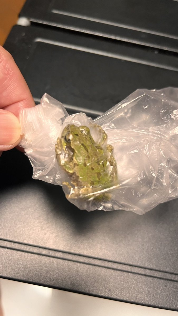 ramuvich's tweet photo. 洗濯物を干そう洗濯機からカゴに入れてたら🐸カエル出て来て😱
どこから来た？
一緒に洗濯した？ https://t.co/cRDXXeNK6x