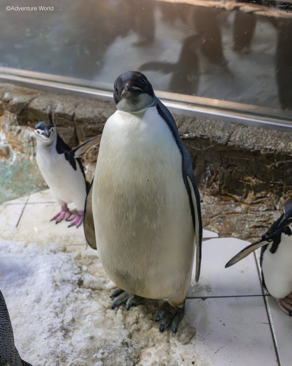 aws_official's tweet photo. ＼ 9/30は「よよちゃん」1歳の誕生日🐧🎂 ／
昨年誕生したコウテイペンギン「よよちゃん(E044)」が、もうすぐ1歳の節目を迎えます！✨

9/30(水)・10/3(土)・10/4(日) の3日間、オンライン＆パーク内で特別イベントを開催🎉
#ぎゅーっとよよちゃん のハッシュタグで皆様が撮影した可愛い「よよちゃん」の写真や映像も大募集中！誕生日当日の夜に開催される誕生日会にて一部ご紹介させていただく予定です♪

🎟️ 有料イベントのチケットご購入はこちら！
https://t.co/ZvzyaO3f1s