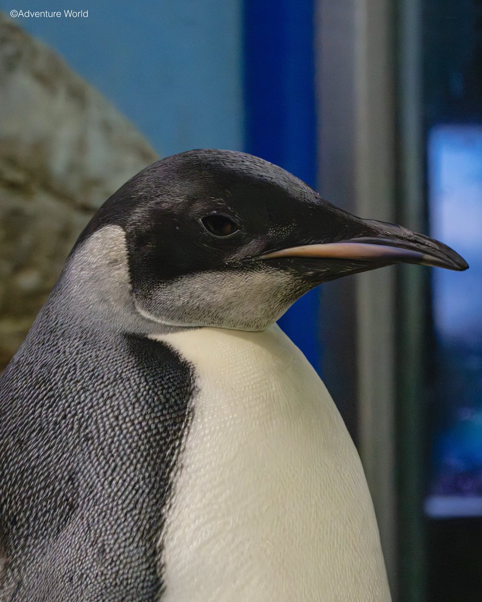 aws_official's tweet photo. ＼ 9/30は「よよちゃん」1歳の誕生日🐧🎂 ／
昨年誕生したコウテイペンギン「よよちゃん(E044)」が、もうすぐ1歳の節目を迎えます！✨

9/30(水)・10/3(土)・10/4(日) の3日間、オンライン＆パーク内で特別イベントを開催🎉
#ぎゅーっとよよちゃん のハッシュタグで皆様が撮影した可愛い「よよちゃん」の写真や映像も大募集中！誕生日当日の夜に開催される誕生日会にて一部ご紹介させていただく予定です♪

🎟️ 有料イベントのチケットご購入はこちら！
https://t.co/ZvzyaO3f1s