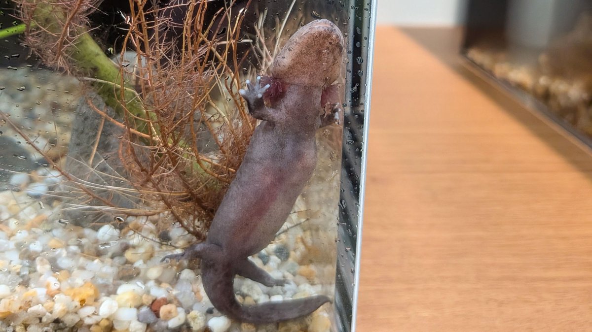 oosanlabo's tweet photo. 2024年10月生まれ、もうすぐ2歳のオオサンショウウオの幼生です。水中で暮らす幼生ならではのエラと前足の4本の指がよく見えます。
#JapaneaeGiantSalamander #オオサンショウウオ #兵庫県 https://t.co/noIW5Fpqb7