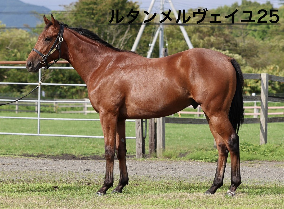 maijifarm's tweet photo. 上場番号247
ルタンメルヴェイユ25
(父キセキ  2/13  牡)
リザーブ200万

上場番号271
レステッツァ25
(父 カレンブラックヒル　2/22 牡)
リザーブ200万

上場番号358
シーイズドーター25
(父 サトノアラジン　2/25  牝)
リザーブ200万

よろしくお願いします。
#明治牧場 https://t.co/UaOMBWK1bt
