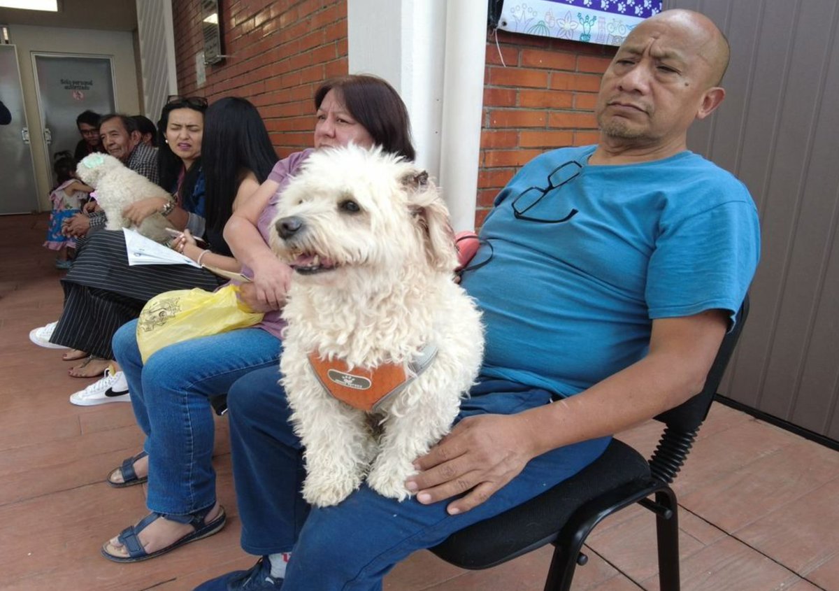 DONDEIRweb's tweet photo. ¡La #CDMX INAUGURÓ un Hospital Veterinario PÚBLICO con atención las 24 HORAS! 🐶🐱🏥 Este espacio ofrece ATENCIÓN GRATUITA y de BAJO costo para mascotas, conoce DÓNDE está y qué servicios tiene:

https://t.co/x9VzurkSF2 https://t.co/zi0c8h1SQf