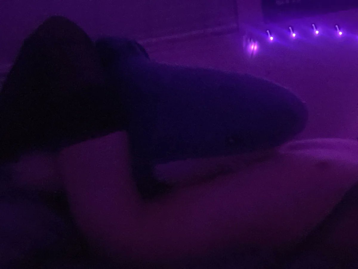 Apruppy's tweet photo. frotting with the blahaj like usual :3 #nsfwtwt #transgirl #blahaj https://t.co/c5rmLqTycD