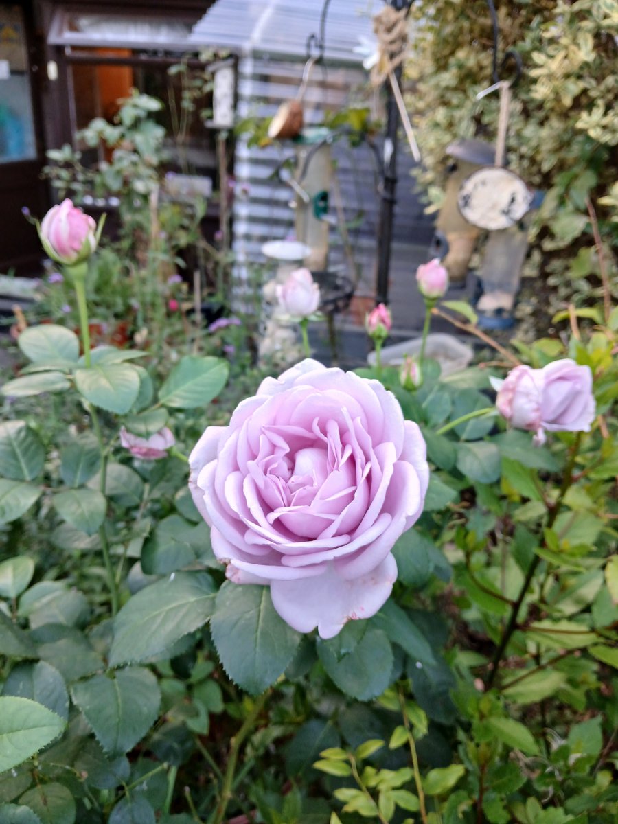 clairywairy88's tweet photo. My beautiful #PinkRoses 🌸 are absolutely stunning and the scent is so gorgeous. Good morning and a Happy Monday and new week to you all.x 🩷💕 #September https://t.co/1iYJpexpP2