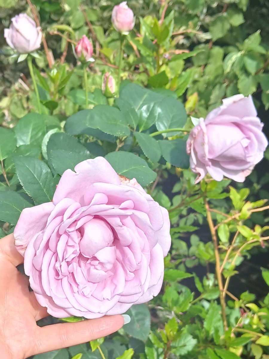 clairywairy88's tweet photo. My beautiful #PinkRoses 🌸 are absolutely stunning and the scent is so gorgeous. Good morning and a Happy Monday and new week to you all.x 🩷💕 #September https://t.co/1iYJpexpP2