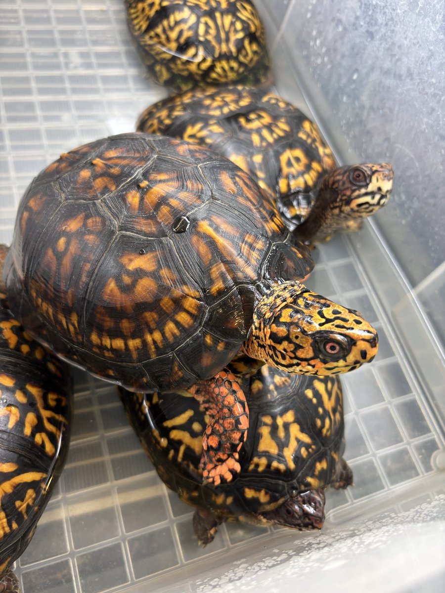 Land_mark_jp's tweet photo. 5-6年飼育すればこんな感じです。
手前♂
奥は♀
#トウブハコガメ https://t.co/DlaUXukZkU