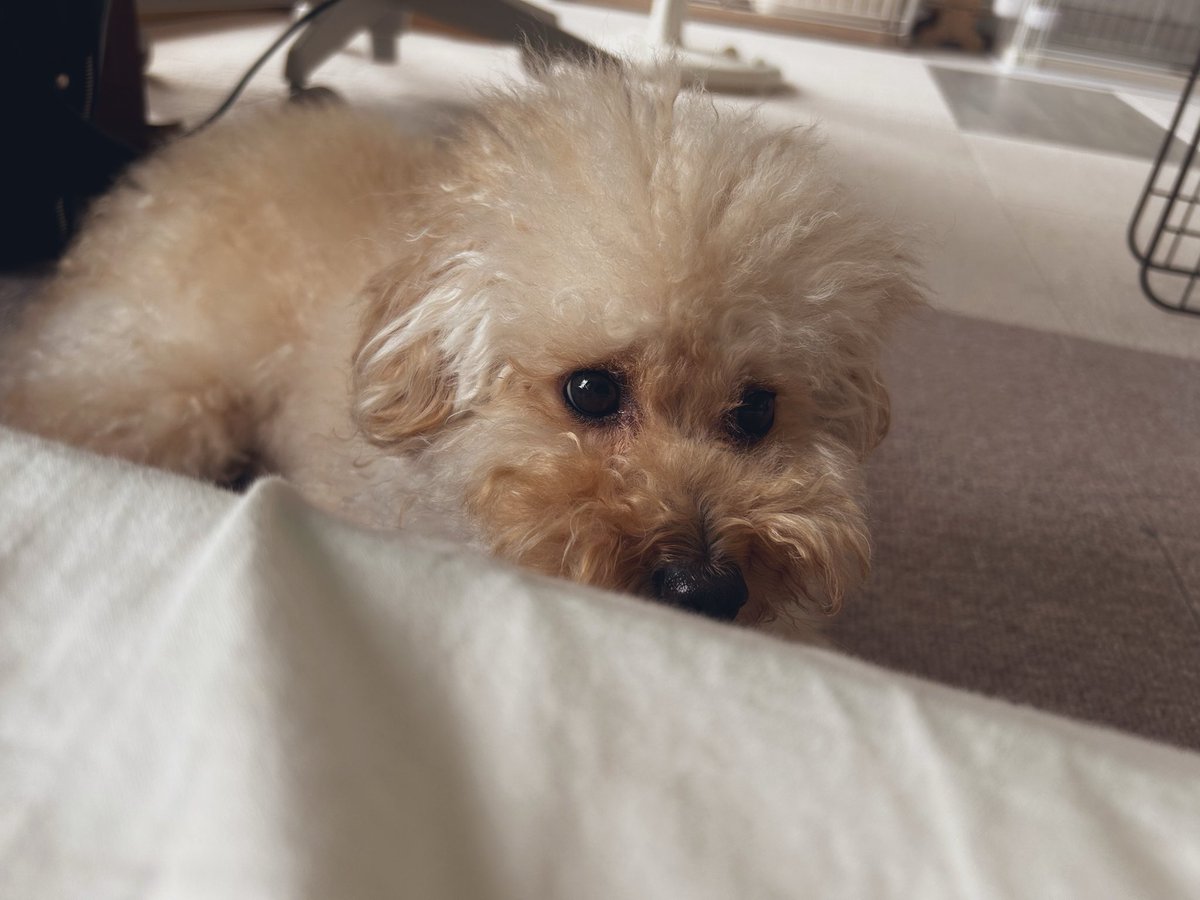 kinseishosho's tweet photo. どうして雨がこうも続くのかと不満を視線で訴える犬 https://t.co/7vKgXkahAi