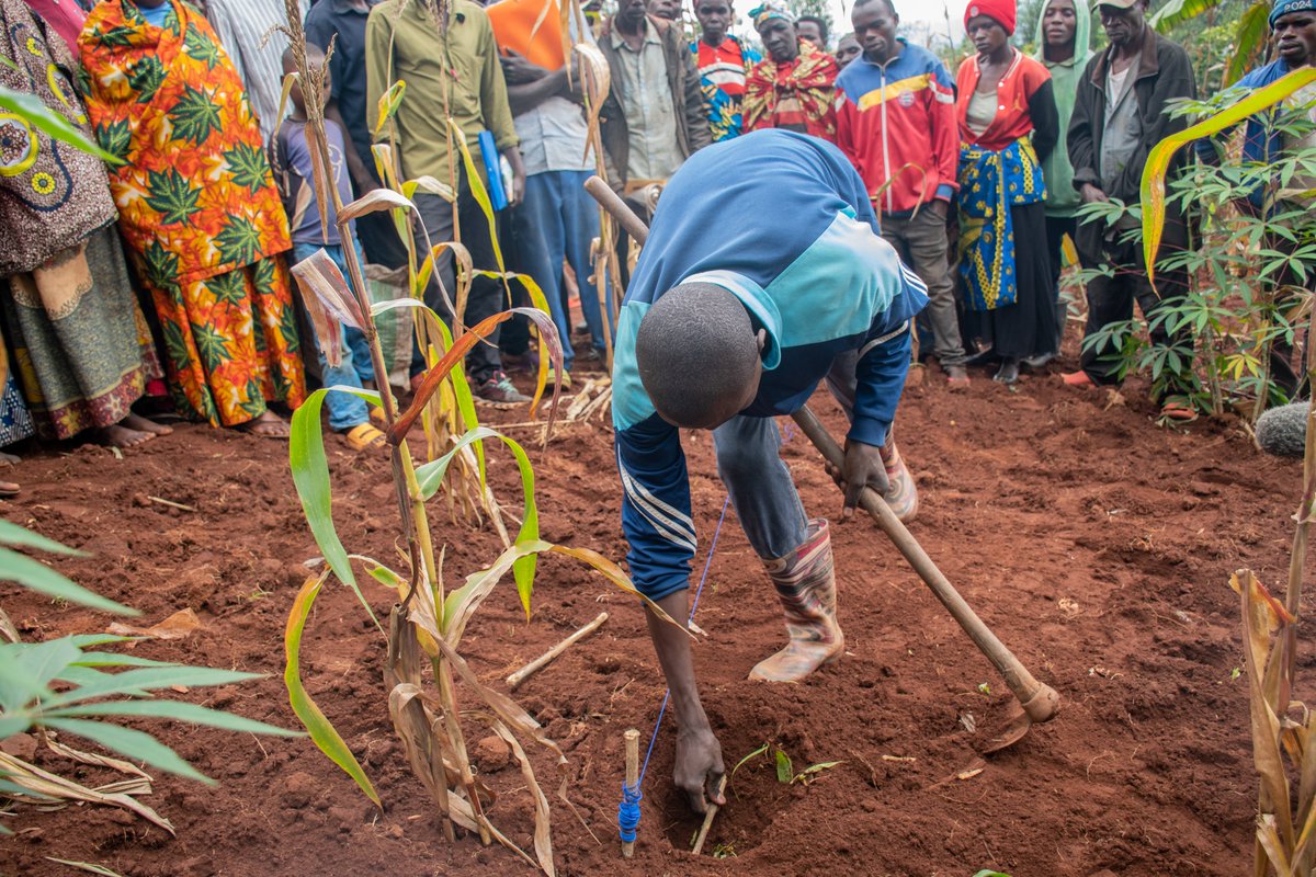 oneacrefundbu's tweet photo. Un bon semis est la clé d'une bonne récolte. Nos agents rappellent aux agriculteurs du #Burundi les règles d'espacement optimal pour maximiser le potentiel de chaque graine. @BMineagrie #Agriculture https://t.co/q9h3ihX4Fr