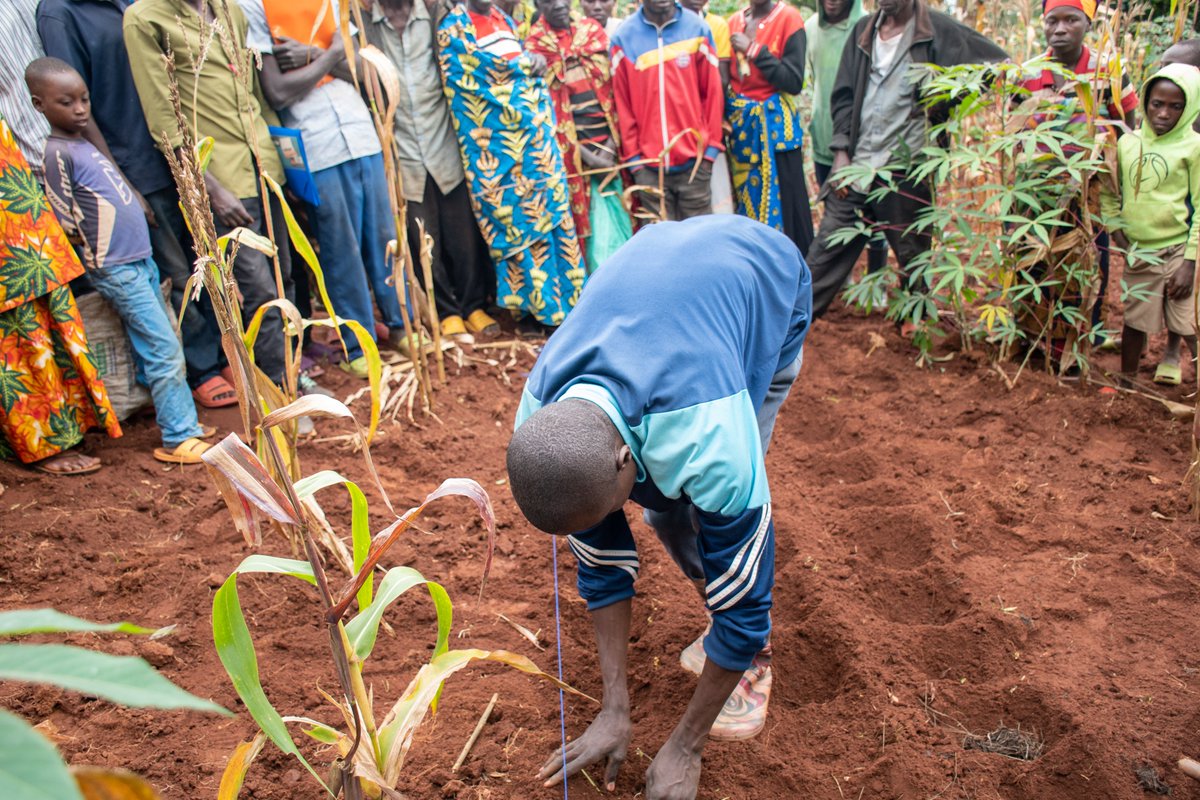 oneacrefundbu's tweet photo. Un bon semis est la clé d'une bonne récolte. Nos agents rappellent aux agriculteurs du #Burundi les règles d'espacement optimal pour maximiser le potentiel de chaque graine. @BMineagrie #Agriculture https://t.co/q9h3ihX4Fr