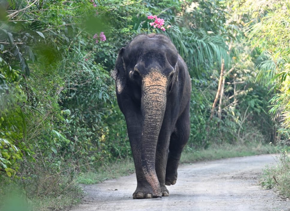 Arpitdube24's tweet photo. #MadhuriHathi’s recovery is genuinely encouraging. every step from treatment to rehabilitation has brought her closer to home.
https://t.co/GzHvIj5uNE