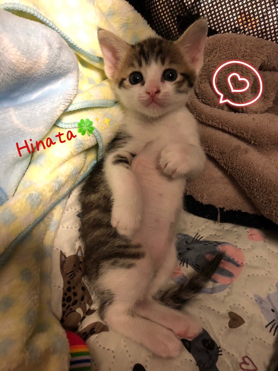 0320Betty_0810's tweet photo. ちびっ子ギャング♡
ヒナタくん🍀🐾💕✨

ほんの一瞬
"ネコ"かぶるʬʬʬ|ФωФ)💓💓💓

#基本は天使
#猫
#ねこ
#子猫 https://t.co/8SELQvhiuJ