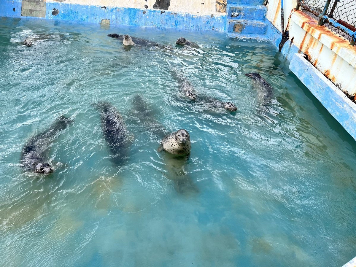 emanoN_Elma's tweet photo. ノシャップ寒流水族館のアザラシ餌やり体験おもろすぎた https://t.co/4ZdhfNKiO3