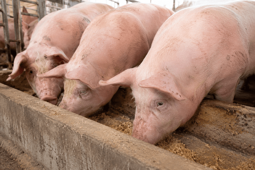 SostenCarni's tweet photo. 🐖 La tempistica della #nutrizione incide sul metabolismo e microbioma degli animali da #allevamento. capire questi ritmi potrebbe migliorare sia il #BenessereAnimale, che l’efficienza alimentare.
https://t.co/LnWgf8BS3F https://t.co/rUXXDUszvX