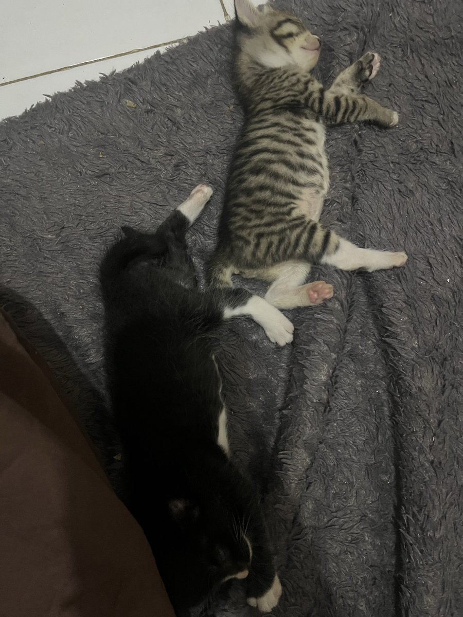 koii14en's tweet photo. dips ada yg mau menjadi babu dari anak anakku ga yaww xixi, mencarii babu baru untuk mengurusi dan menyayangii sii krucil inii https://t.co/urOwyLEUPQ