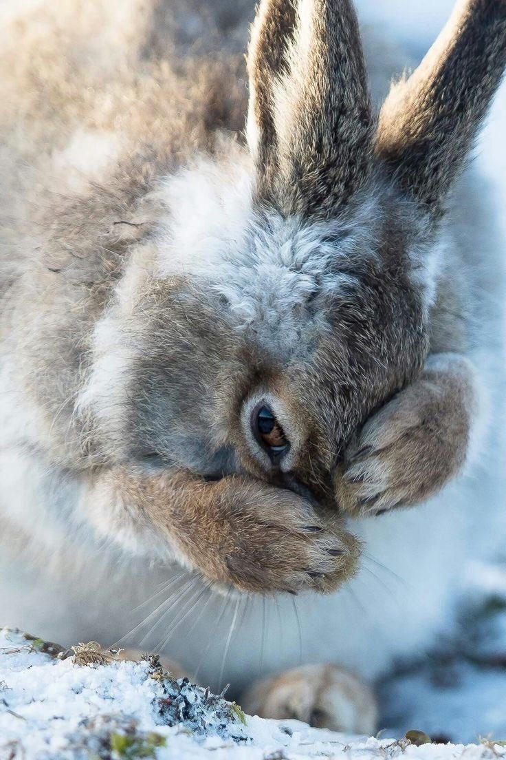 pxequin's tweet photo. I so tired i have to catch up on my rabbit naps have a fantastic night 💝🐇 https://t.co/88qZfbF6mG