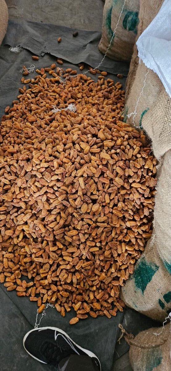 FinMinIndia's tweet photo. 👉 DRI seizes more than 362 MT Pakistan-origin dry dates under ‘Operation Deep Manifest’ 

Read more ➡️ https://t.co/niL4Zipxh3

#DRIAtWork https://t.co/F0wxuC3inn