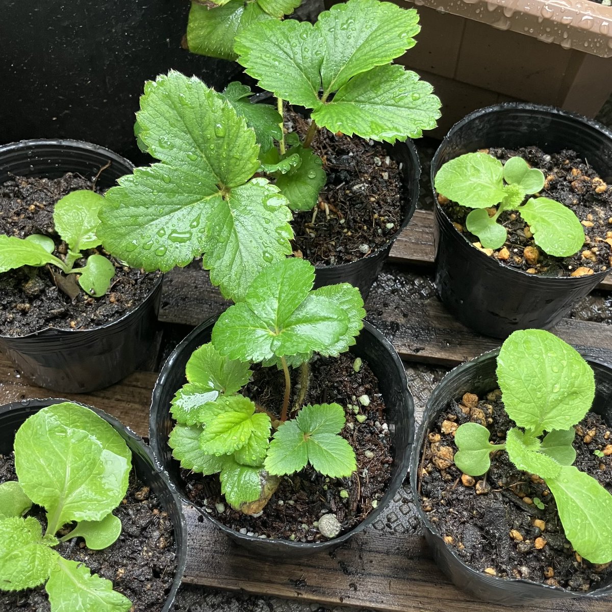 minobera's tweet photo. 白菜の新芽は大きくなってきたので１つにしました🌿
いちごが大きくなってきたので、こっちも植え替えるかなー🍓
#ベランダ菜園 #家庭菜園初心者 #プランター栽培 #ベランダガーデニング #みのりのベランダ #ミニ白菜  #冬野菜 https://t.co/zESGxLuOkI
