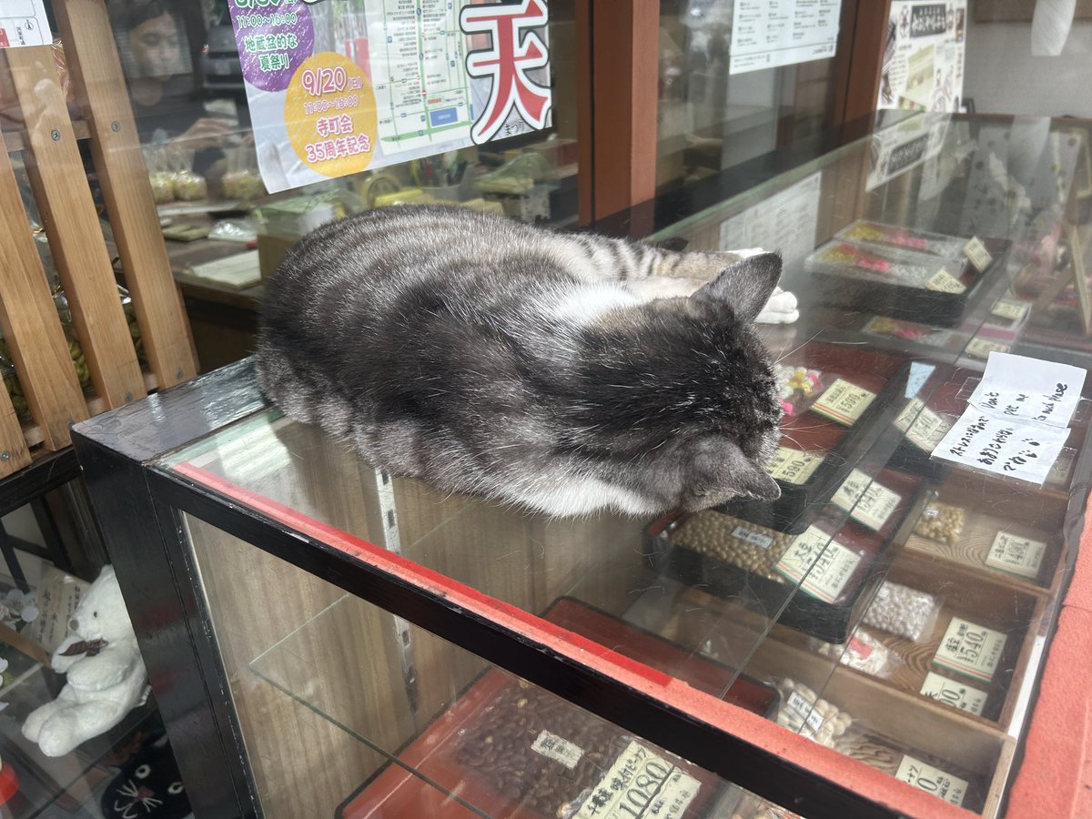namasukedama's tweet photo. いつもの書道教室近くの猫ちゃん
なんかもう展示品みたいになってて笑いそうになった
注意書きされてるってことは結構触られてるんやろなぁ https://t.co/oVf0PL2UBU