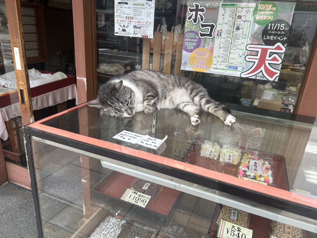 namasukedama's tweet photo. いつもの書道教室近くの猫ちゃん
なんかもう展示品みたいになってて笑いそうになった
注意書きされてるってことは結構触られてるんやろなぁ https://t.co/oVf0PL2UBU