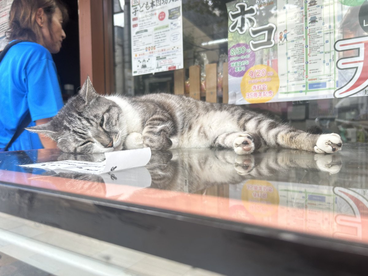 namasukedama's tweet photo. いつもの書道教室近くの猫ちゃん
なんかもう展示品みたいになってて笑いそうになった
注意書きされてるってことは結構触られてるんやろなぁ https://t.co/oVf0PL2UBU