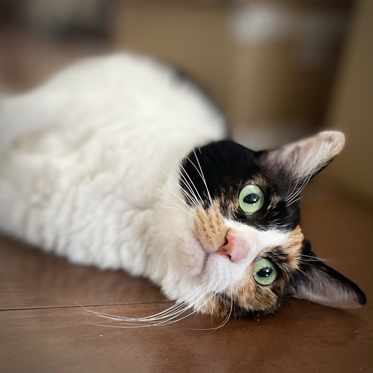 kerasand's tweet photo. ごみちゃん。 https://t.co/zrrj1FvpyZ