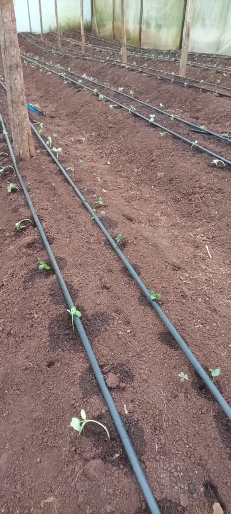 kaliveerson's tweet photo. Cucumber lovers 👋in the next 55 days  mtanifeel https://t.co/F6w0NgO9Vy