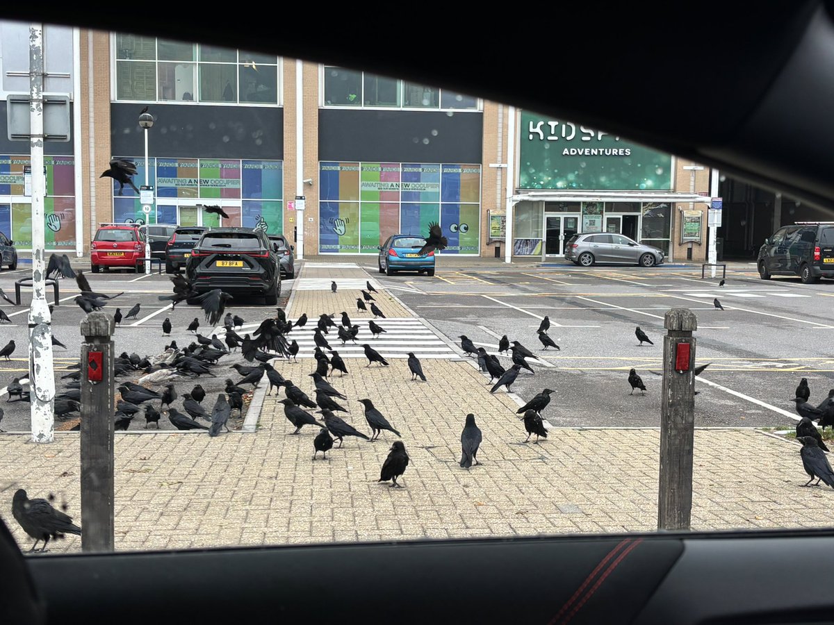SafferTheGaffer's tweet photo. What a welcome! Hungry monkeys this morning😂

#AnimalsCount 🐦‍⬛❤️ https://t.co/2S0sP8vsmO