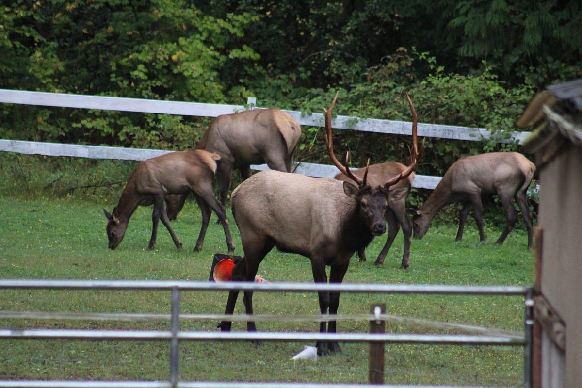 Synthe_VT's tweet photo. I found these from a few years ago when I still lived in my childhood home.

This herd of elk is the same one from well before I was born.They would always lay down in our back yard and around the barn.

Even if they did get into some arguments with our horses, I still miss em. https://t.co/HGhDMTOCvx