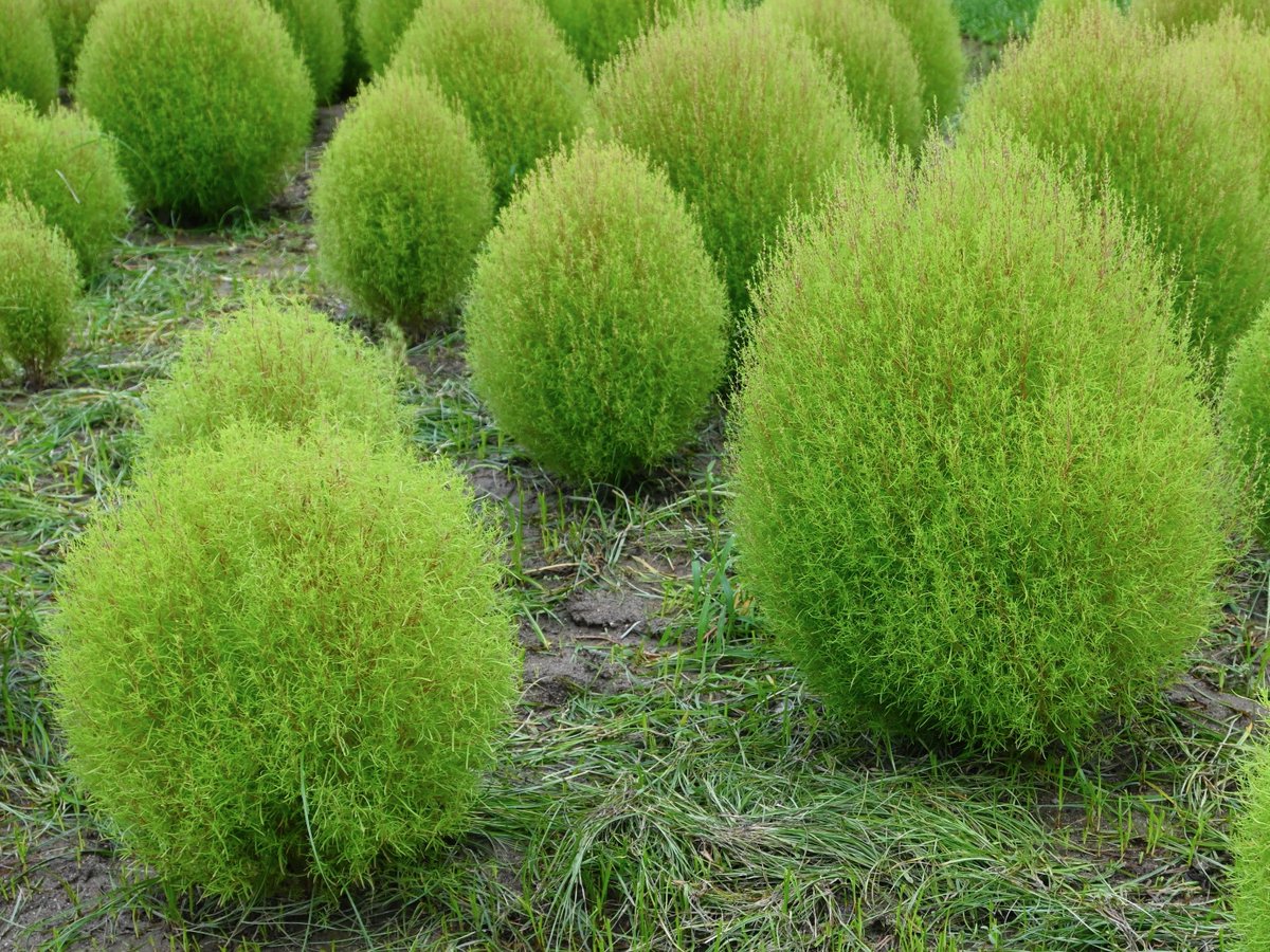 expo70park_jp's tweet photo. すくすく育った、花の丘のコキア💚

大きさに個体差はあるものの、全体的にほんのり色づき始めています👀❤️
緑のもふもふコキアを楽しめるのも、あと少しとなりそうです。

ここから少しずつ色づいていく様子もお楽しみに✨

#万博記念公園 #コキア https://t.co/dfUf7R1bBG