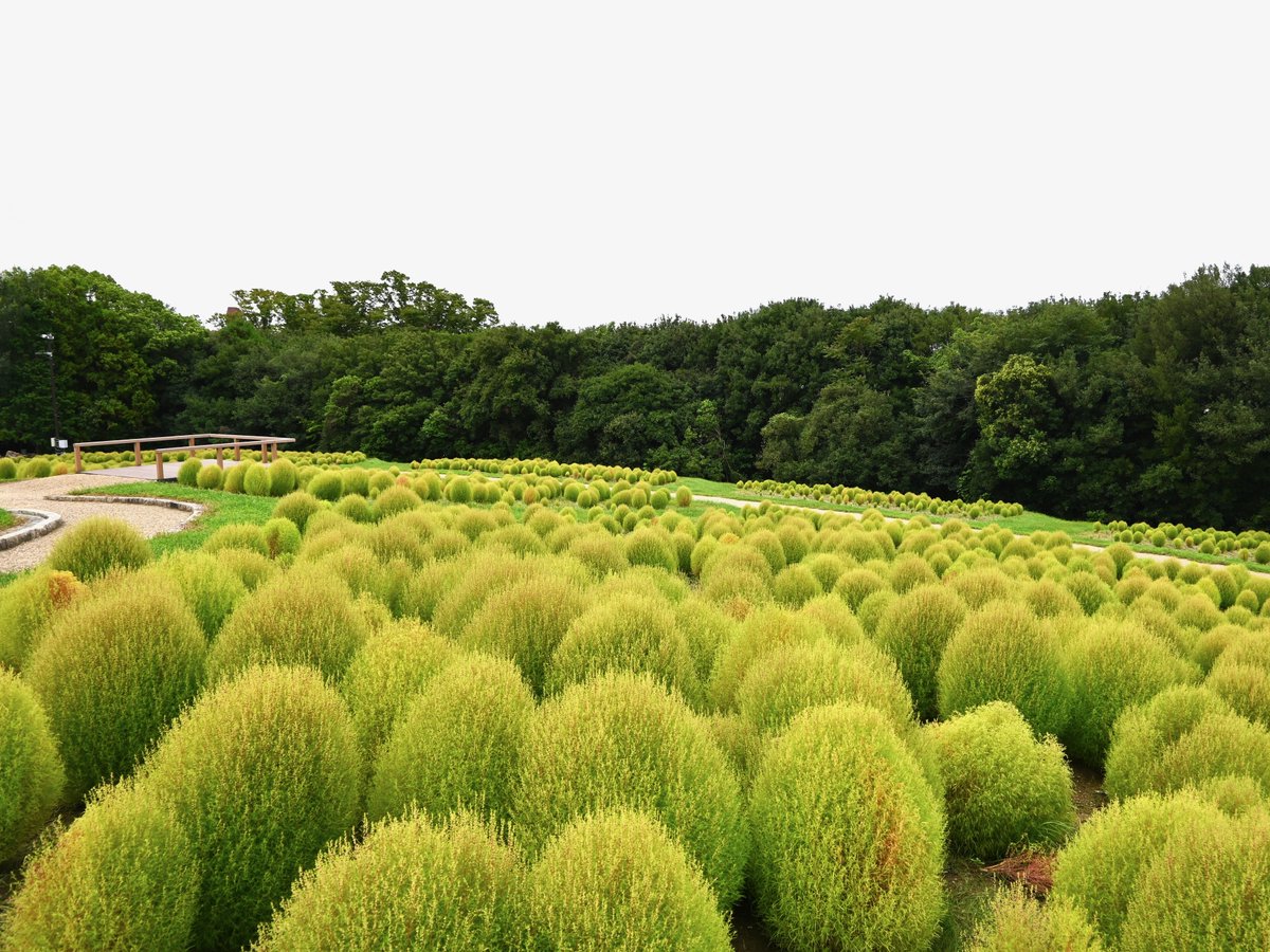 expo70park_jp's tweet photo. すくすく育った、花の丘のコキア💚

大きさに個体差はあるものの、全体的にほんのり色づき始めています👀❤️
緑のもふもふコキアを楽しめるのも、あと少しとなりそうです。

ここから少しずつ色づいていく様子もお楽しみに✨

#万博記念公園 #コキア https://t.co/dfUf7R1bBG