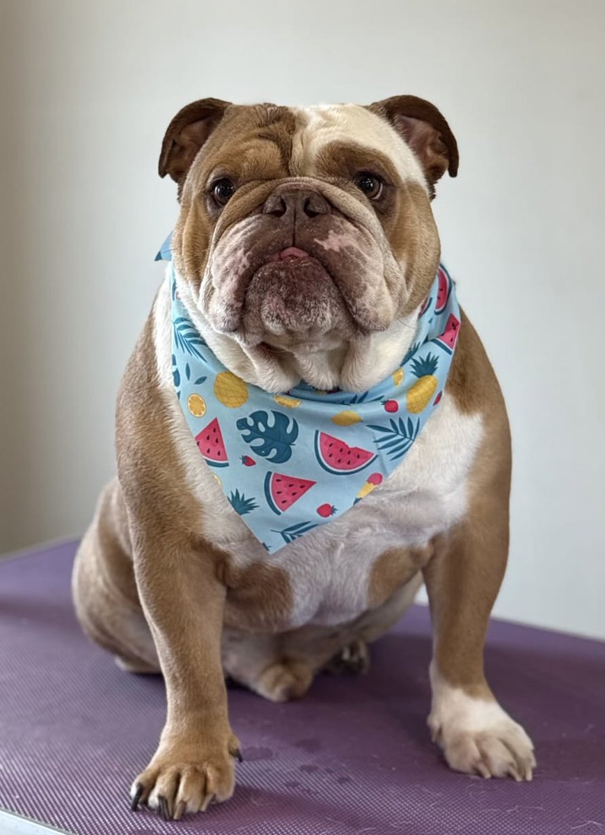 wedwarehouse1's tweet photo. For those in the DM’s & wondering 🤔 

Max is our dog, named after Verstappen he’s an English Bulldog now aged just 5 years, last week to be exact, we have had him since a puppy, he is super well behaved and loves the Wednesday especially captains with sausages🦉

He played it cool as he always does for the shots with Liam 

He can been seen at the Warehouse occasionally and loves acting, photography and modelling work beside snoozing, loving & cuddles🐶

Show him some #swfc love 💙🦉

#sheffieldwednesday
#swfc 
#museum 
#Kelhamisland 

https://t.co/C5zaaFd2lC