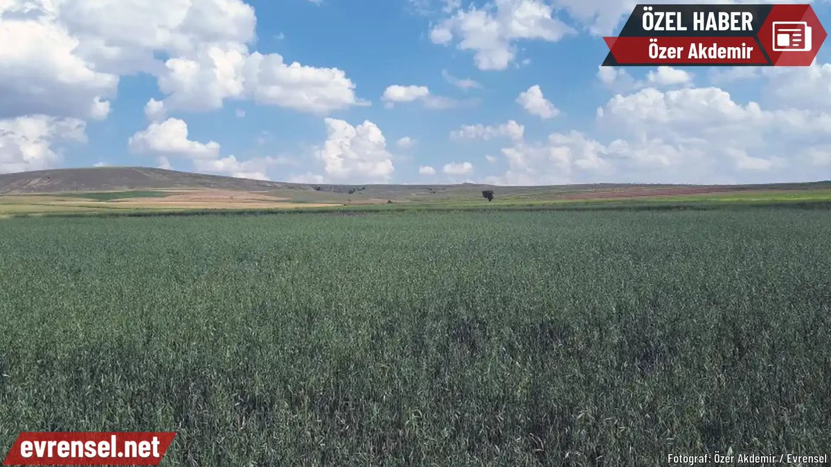 kuzeyormanlari's tweet photo. Tüm Trakya ve Kuzey Ormanları için bir darbe daha.

5 Eylül tarihli Cumhurbaşkanlığı kararıyla Trakya ve Çanakkale’nin bereketli tarım arazileri ile ormanları TPAO Trakya Petrol ve Doğal Gaz Arama ve Üretim Projesi için acele kamulaştırmaya açıldı. 

Ayçiçeğinin, buğdayın, çeltiğin yetiştiği en verimli topraklar; koruma altındaki yaban hayatı sahaları ve su havzaları "acele kamulaştırma" ile TPAO'ya devrediliyor. 

Böylelikle sondaj kuyusu alanları, ulaşım yolları, petrol ve doğal gaz boru hatları, enerji nakil hatları, üretim ile idari kampüs sahaları ve depolama tesisleri tahsisleri kolaylıkla yapılabilecek. 

📌 Mera ve tarım alanlarını yok edecek, hayvancılık ve tarım faaliyetleri yok olacak, doğrudan çiftçinin ekmeğini elinden alacak. 

📌 Su kaynaklarımızı zehirleyecek.

📌Gıda ambarı Trakya’yı çölleştirecek.  

📌 Petrol ve doğal gaz aranırken hidrolik çatlatma ve kaya gazı yöntemleri kullanılırsa, çevre ve su kaynakları açısından ciddi riskler oluşacak. Yeraltı ve yüzey sularına kimyasal maddeler sızacak. 

Komşular gidecek başka yerimiz yok. Bunları bilin, duyurun. Kuzey Ormanlarımıza, Trakyamıza sahip çıkın.

https://t.co/lZX3pIWjf3