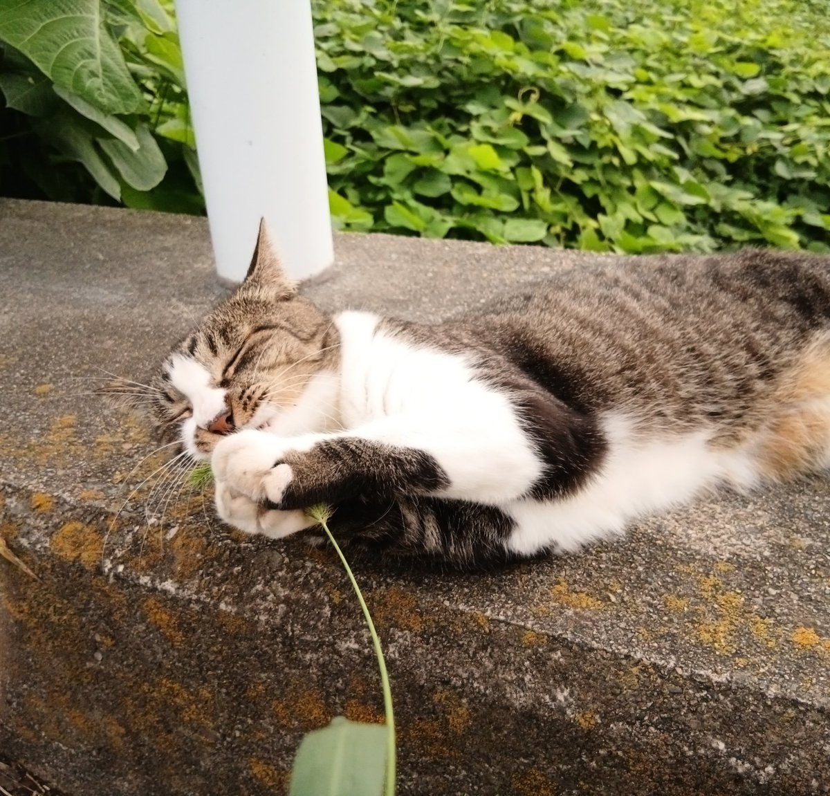 nekokokoroon's tweet photo. センチメンタルな一号ちゃん😊
夕方も少し汗ばむ陽気の北関東。今日は3ニャン揃い踏み。柱に寄りかかり黄昏模様な一号ちゃん。カメラを向けられビックリな様子の二号ちゃん。猫じゃらしと遊ぶ三号ちゃん。そんなみんなを見ながらニコニコ顔で夕涼み🎐
また来るねキジ白ちゃん達。 https://t.co/7bp1GteYsA