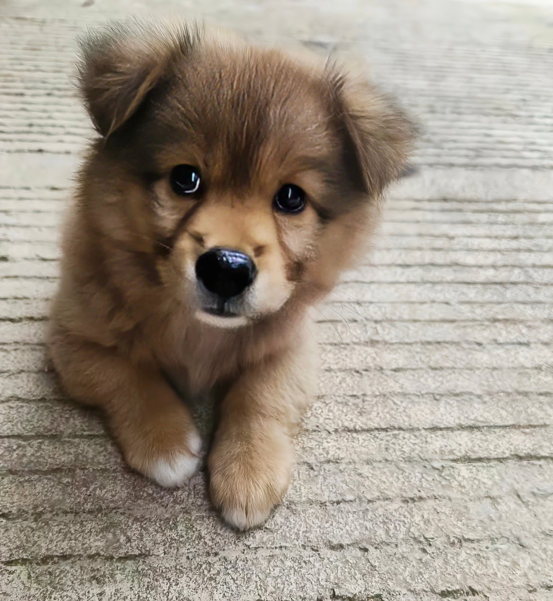 YoshiePoll2f's tweet photo. [Luna our fur baby is 6 months old today! Woke up to her first attempt at playing fetch—tiny paws and even tinier tail wags. Growth hits different when it’s this cuddly ]， https://t.co/Xxry6w68YR